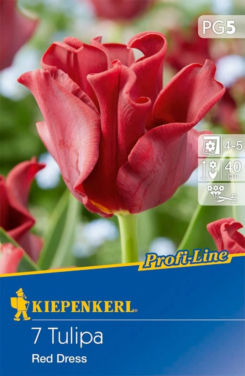 Kiepenkerl Tulipa Red Dress korona tulipán virághagymák 7db