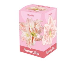 Jub Holland Amaryllis virághagyma 1-db Double Pink White dobozban