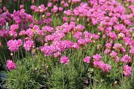 Armeria maritima Düsseldorf Stolz -  pázsitszegfű Cs14