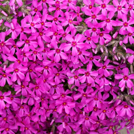 Phlox subulata Early Spring Scarlet mix- Árlevelű lángvirág D17