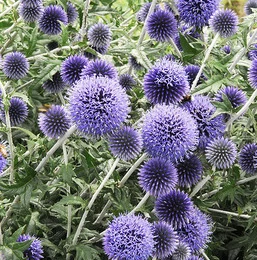 Echinops ritro Veitch's Blue - Szamárkenyér CS14