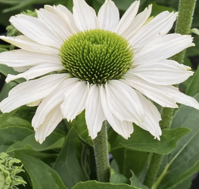 Echinacea SunSeekers White Beauty - Kasvirág CS14