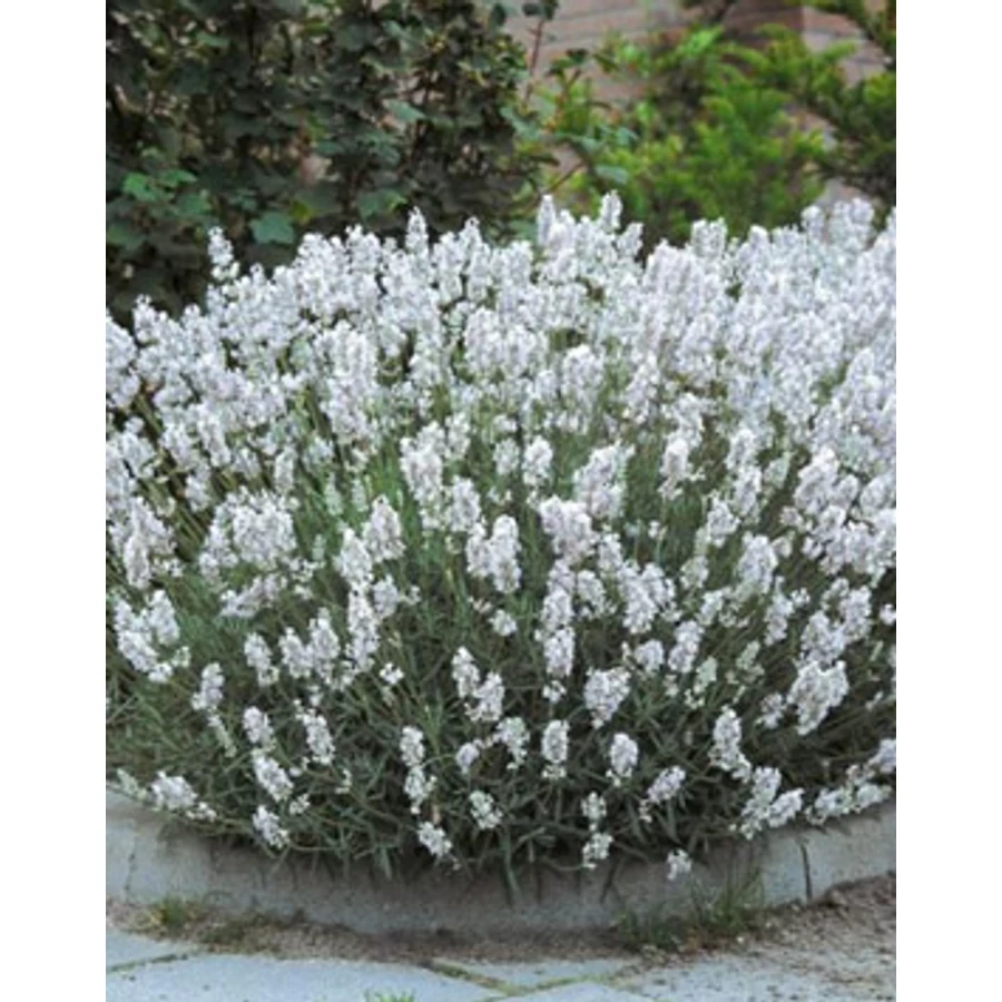 Lavandula intermedia Edelweiss- Levendula Cs17