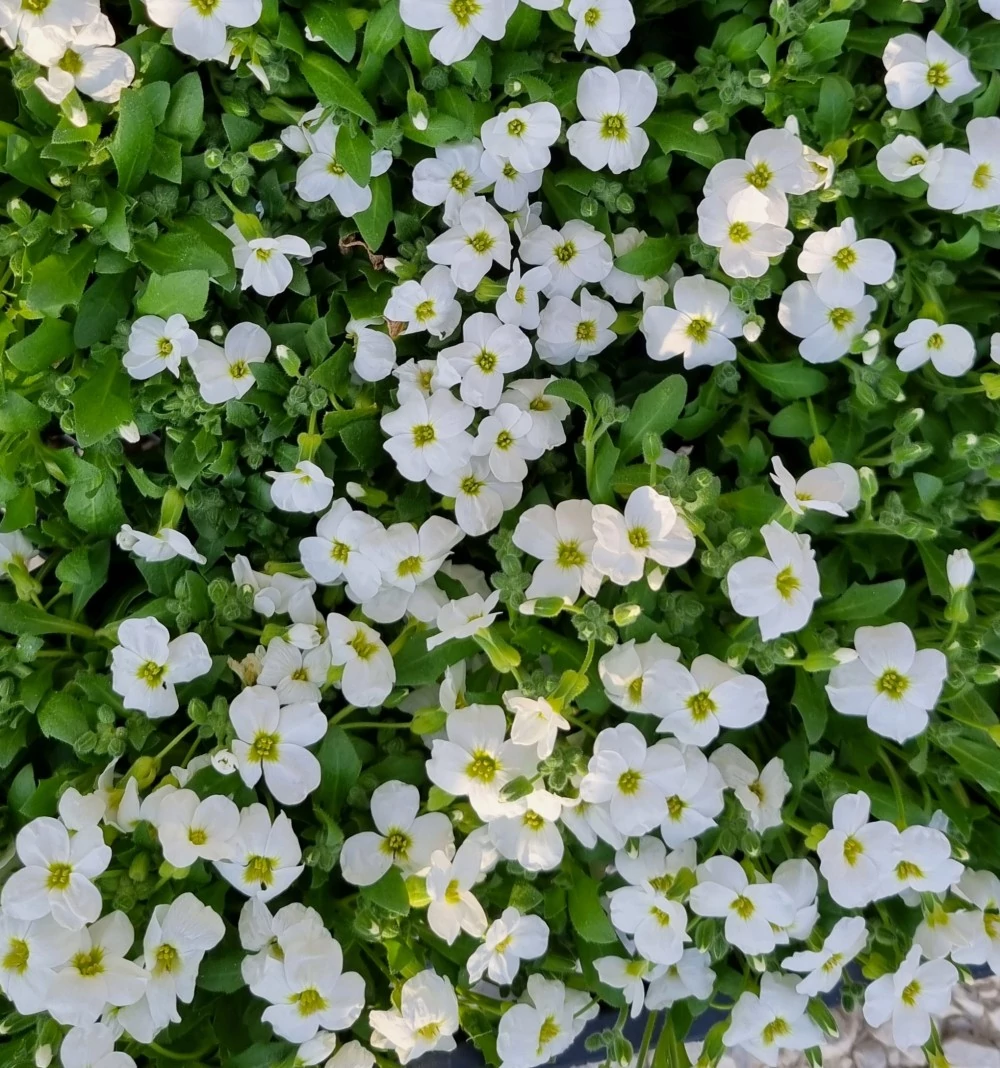 Aubrieta cuotoorum Regado White Pázsitviola  CS9