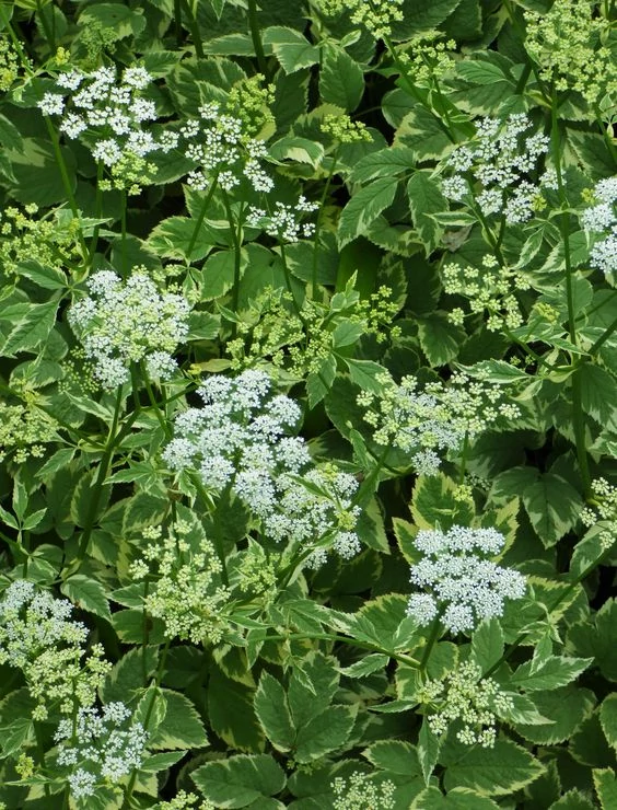 Aegopodium podagraria Variegatum Podagrafű CS9
