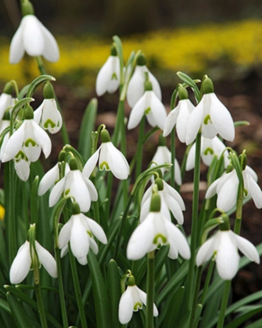 Jub Galanthus elwesii  - Pompás hóvirág 10 db/cs