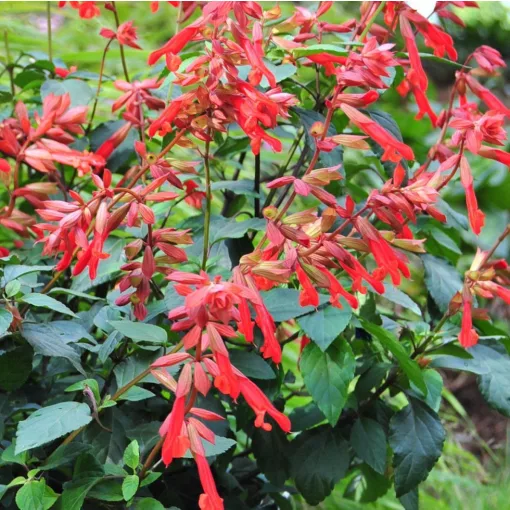 Salvia 'Ember's Wish'- Zsálya K2
