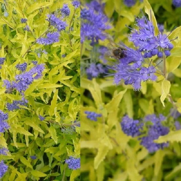 Caryopteris x clandonensis Gold Crest - Angol kékszakáll CS14
