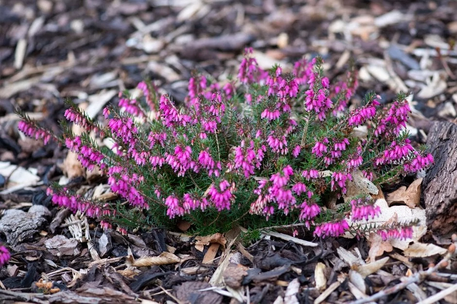 Erica carnea 'Tanja'- Erika