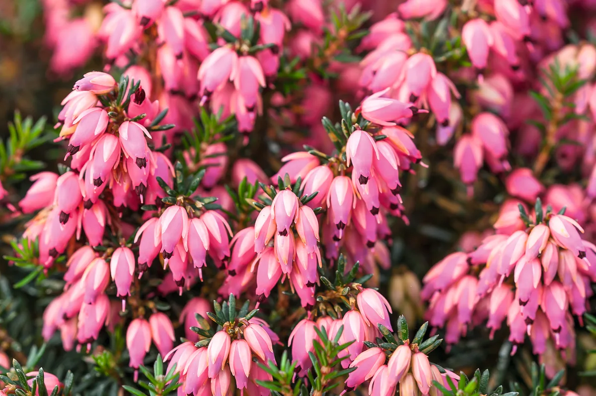 Erica carnea 'Corinna'- Erika