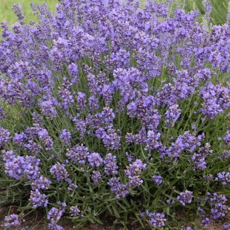 Lavandula Angustifolia Essence Purple lila Cs14