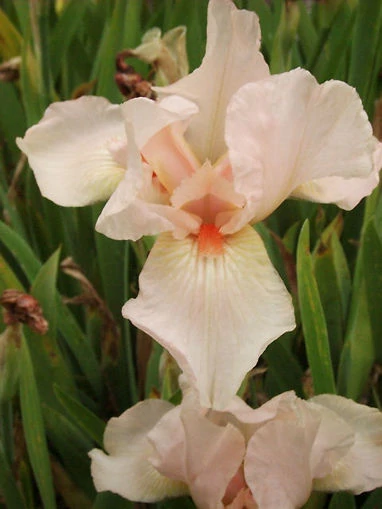 Iris Pink Empress - Írisz Cs14