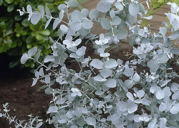 Eucalyptus gunnii - Havasi eukaliptusz 1/4 standard CLT 5