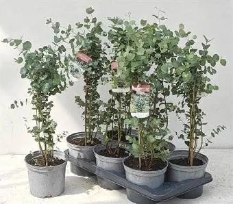 EUCALYPTUS - Eukaliptusz bokor CS17
