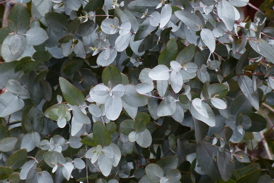 EUCALYPTUS - Eukaliptusz bokor CS14 