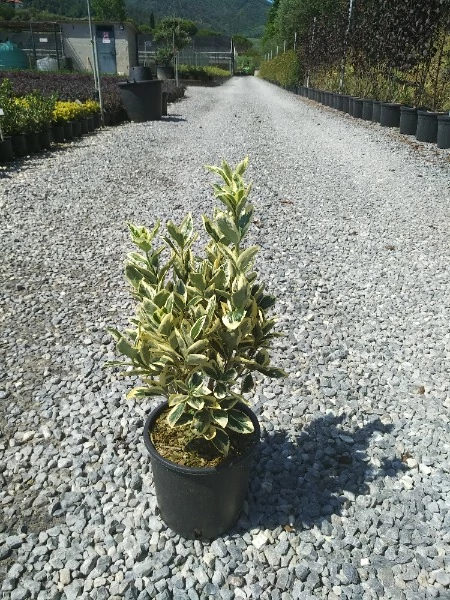 Euonymus japonicus Bravo - Japán kecskerágó fehértarka K2 20/30