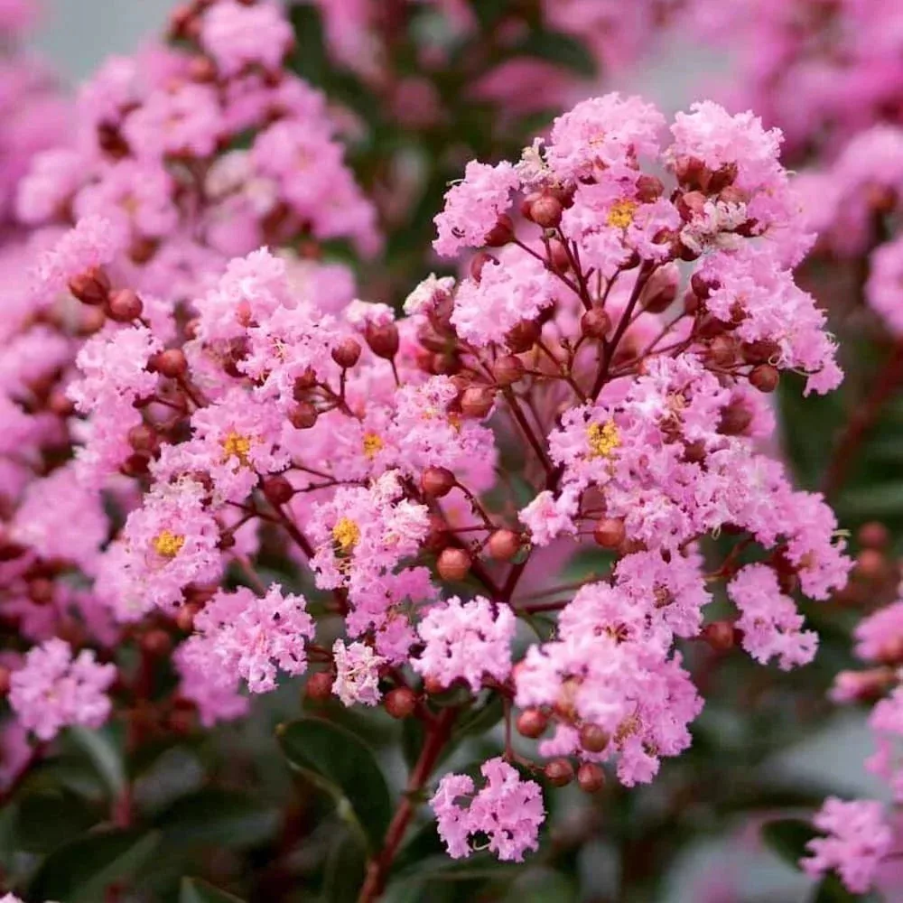 Lagerstroemia indica Eveline - Kínai selyem mirtusz bokor K30/50