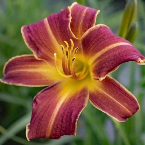 Hemerocallis EveryDaylily Red Ribs - Sásliliom D14