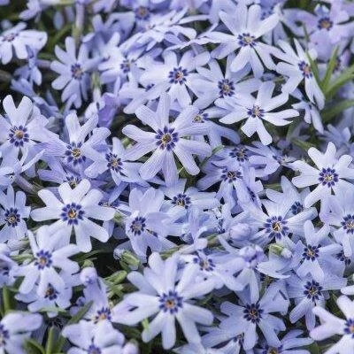 Phlox subulata Fabulous Blue Árlevelű lángvirág CS9