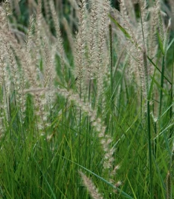 Pennisetum orientale Fairy Tales - Keleti tollborzfű CS14