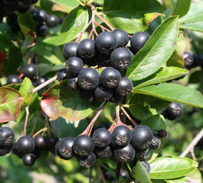 Aronia melanocarpa 'Hugin' - Korai törpeberkenye
