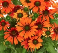 Echinacea purpurea Fearless - Kasvirág Cs15