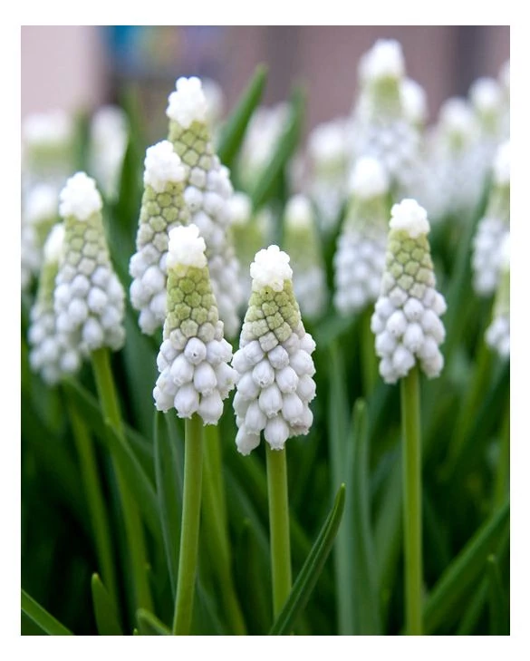 Muscari armeniacum Siberian Tiger Fürtös gyöngyike Cs10,5