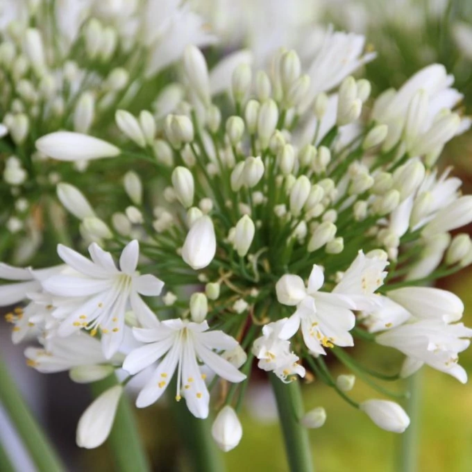 Agapanthus Duivenbrugge White - Szerelemvirág CS14