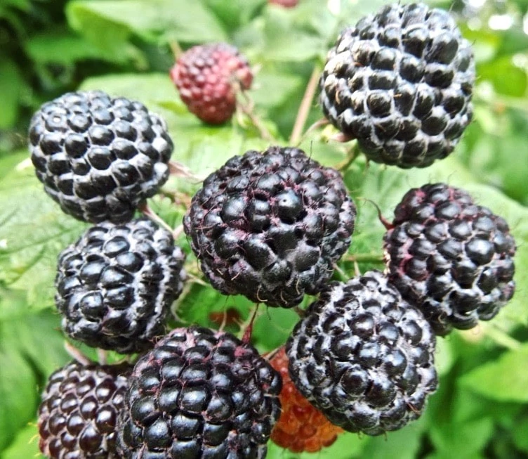 Rubus occidentalis 'Black Jewel' -  Fekete málna K2 30/50
