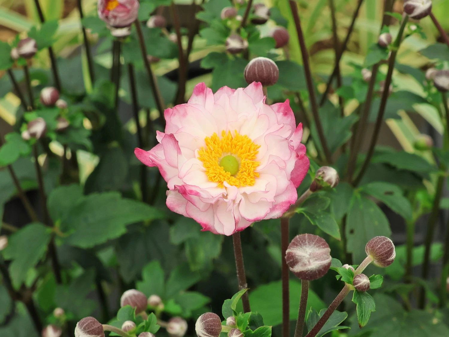 Anemone x  hybrida Royal Candy - Szellőrózsa CS14