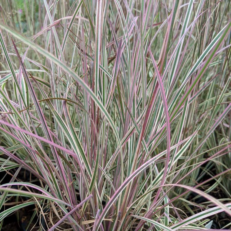 Schizachyrium scoparium 'Chameleon'-Fenyérfű CS14