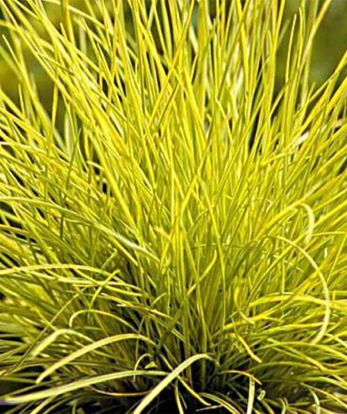 Festuca Golden Toupee - Sárgás Csenkesz CS10,5