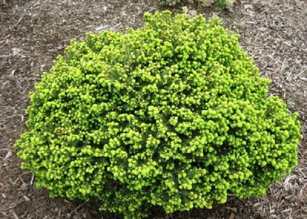 Picea abies Little Gem - Törpe fészekfenyő K2 15/20