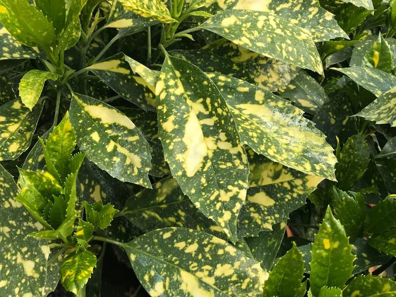 Aucuba japonica Variegata- Japán babérsom CS19 20/30
