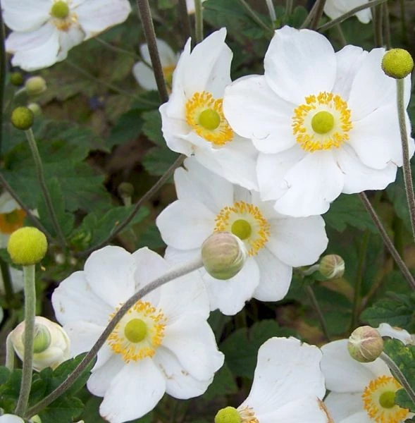 Anemone x  hybrida Margarete - Szellőrózsa Cs14