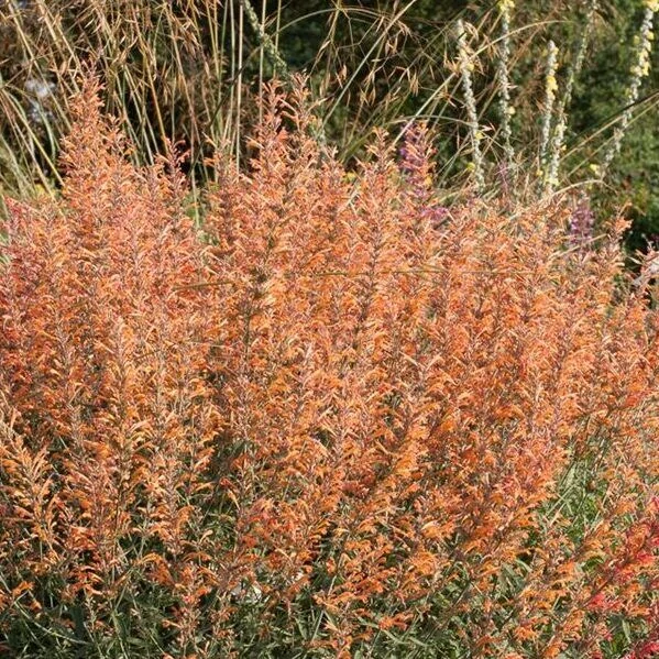 Agastache Firebird Izsopfű CS14