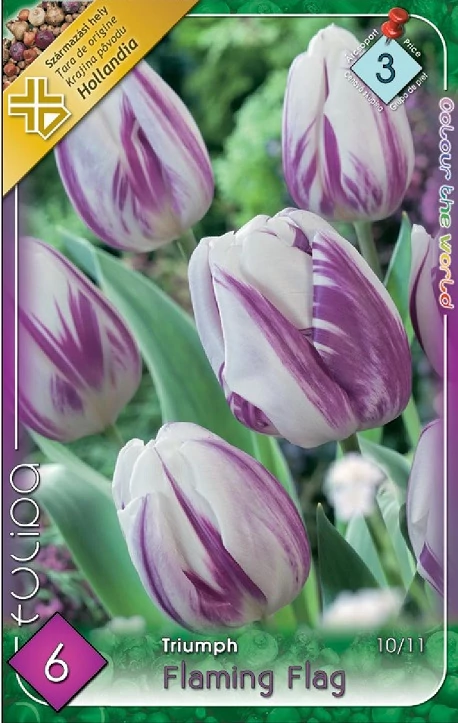Tulipán virághagyma 6-db-os Flaming Flag
