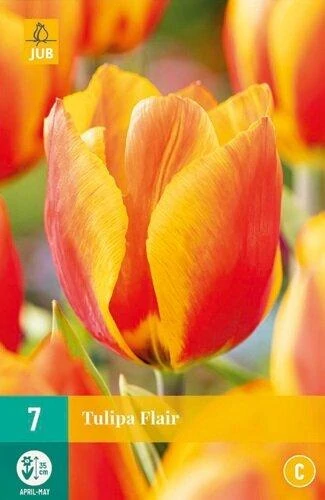 Jub Flair tulipán virághagyma 7db/cs