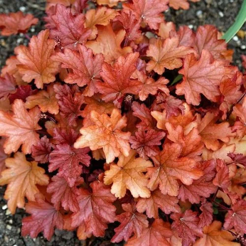 Heuchera Peach Flambé - Tűzeső Cs14
