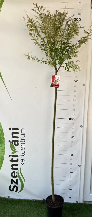 Salix integra 'Flamingo' - Tarka levelű japánfűz 120-140