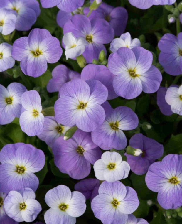 Aubrieta x cultorum Florado Blue Blush Bicolor-Pázsitviola Cs17