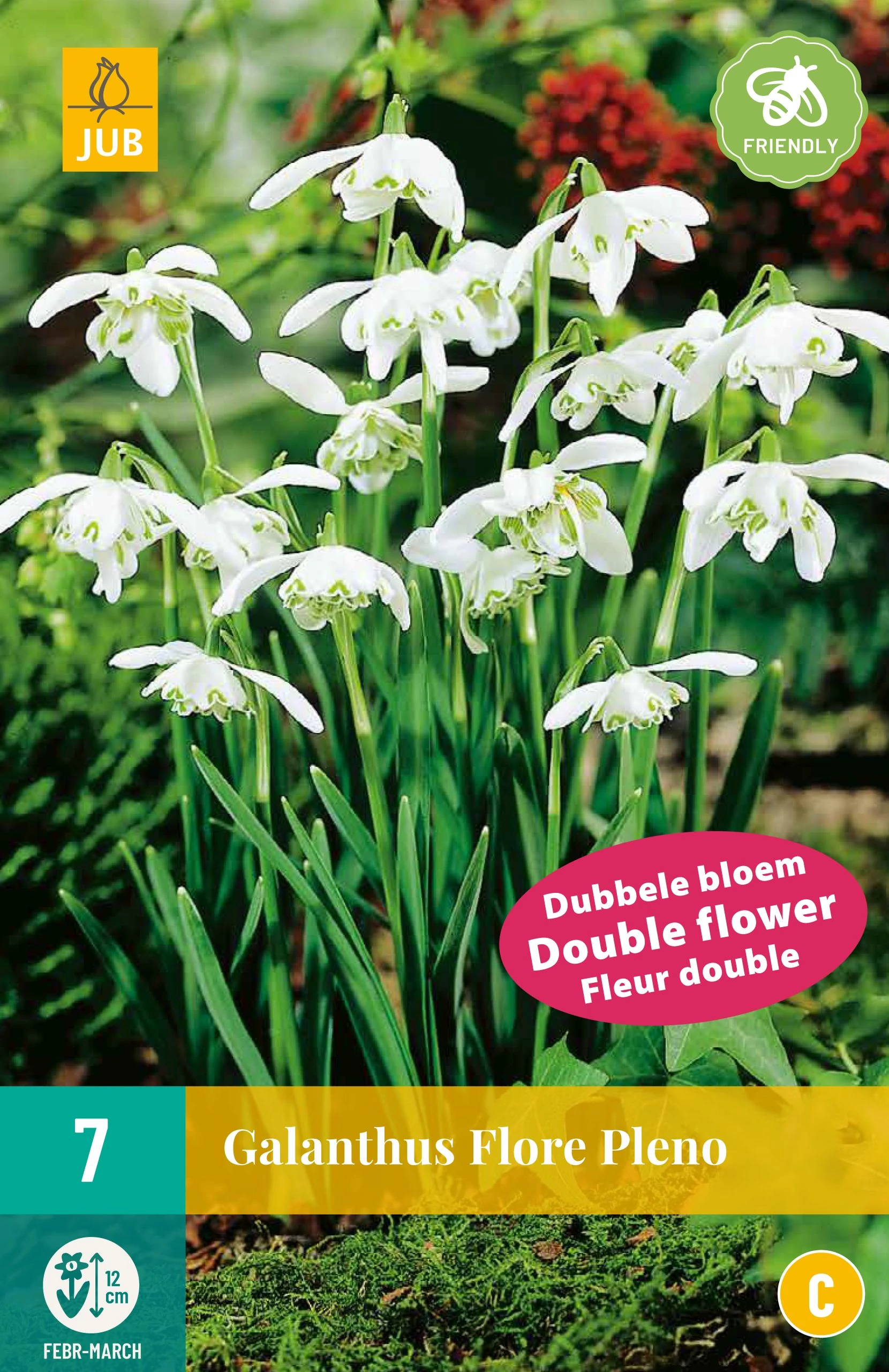 Jub Galanthus Flore Pleno -  hóvirág 7 db/cs