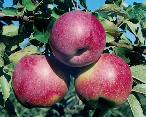 Malus domestica Florina - Florina alma K10
