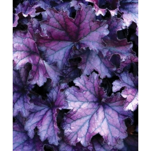 Heuchera Forever Purple - Tűzeső Cs14