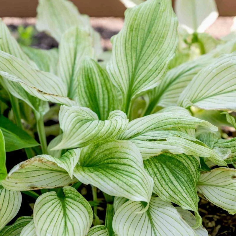 Hosta White Feather-Árnyékliliom CS14