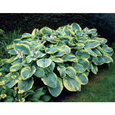 Hosta sieboldiana 'Frances Williams' - Árnyékliliom CS17