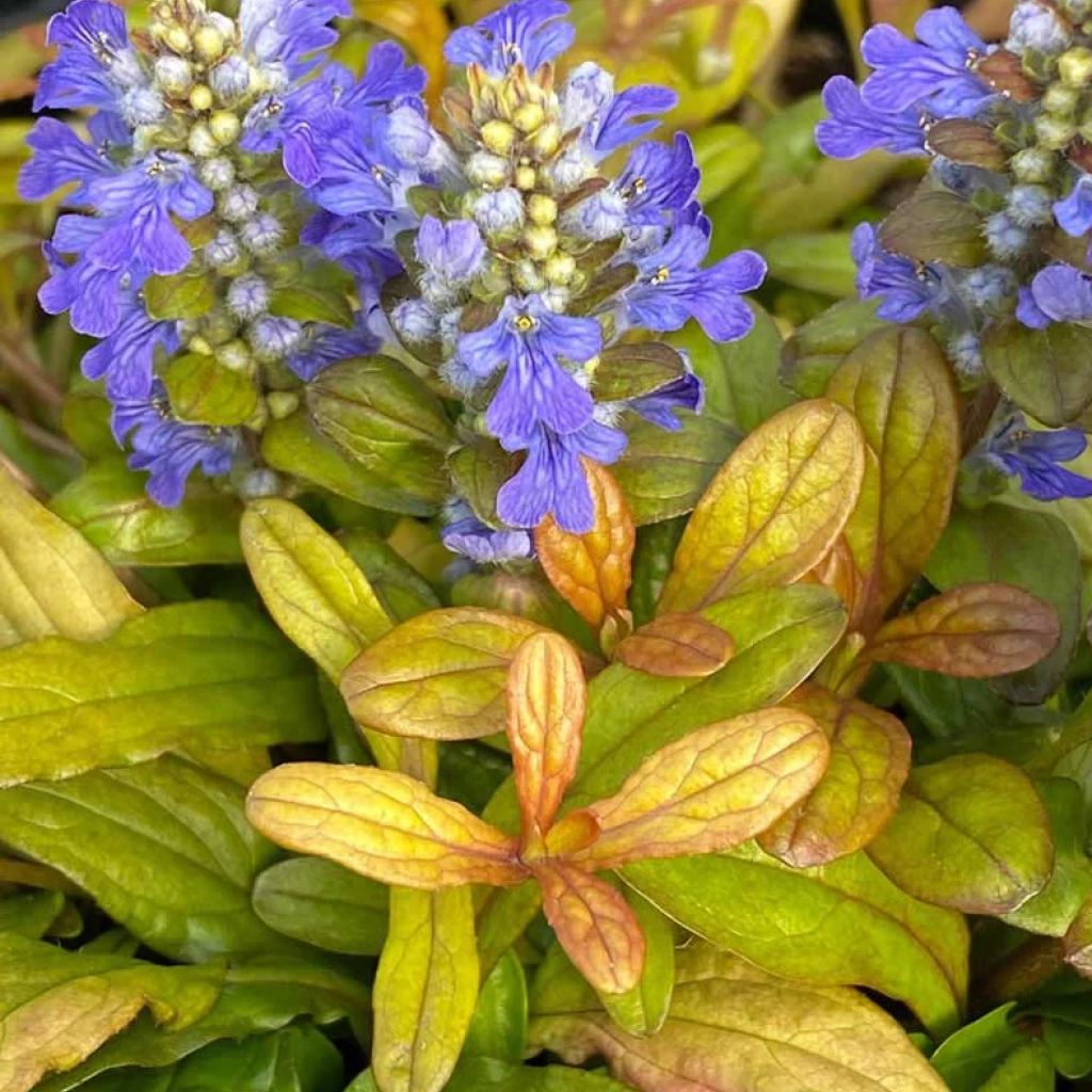 Ajuga reptans Featheres Friends Fancy Indás Infű CS9
