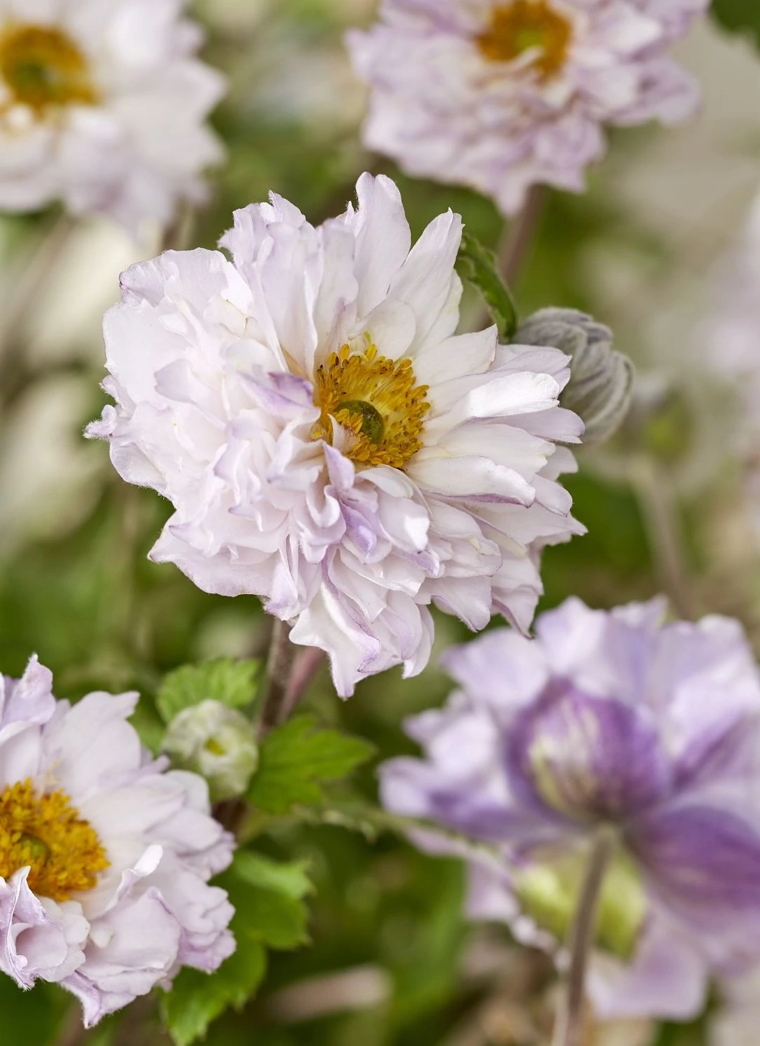 Anemone hybrida Whirlwind - Hibrid szellőrózsa Cs14