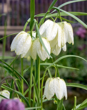 Jub fritillaria meleagris Alba - Mocsári kockásliliom 10 db/cs