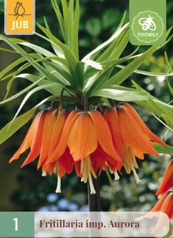 Jub fritillaria imperialis aurora - Császárkorona 1 db/cs
